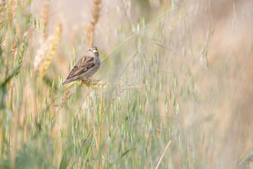 House sparrow in a field