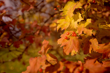 Autumn yellow background with maple leaves.