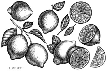 Citrus vintage vector illustrations collection. Black and white lime.