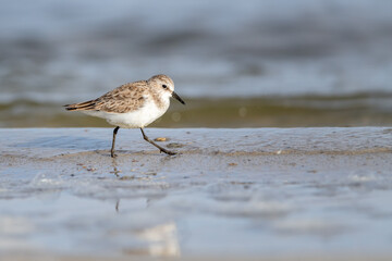 Little stint on the beach