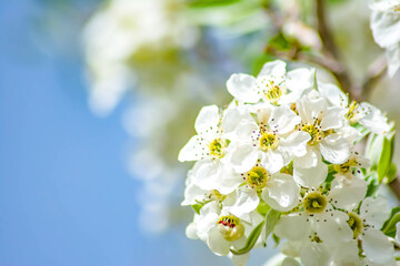 Obraz premium White flowers of flowering trees. The trees blossomed. Spring came