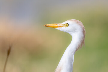 Cattle egret portrait