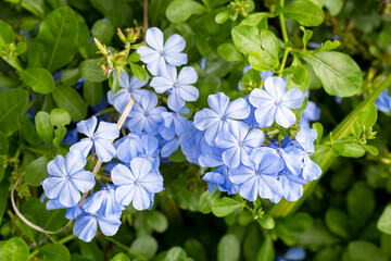 Beautiful blue cape leadwort or Plumbago auriculata with sunlight in the garden on blur nature...