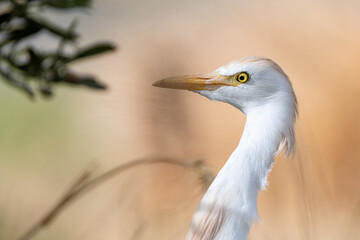 Cattle egret portrait