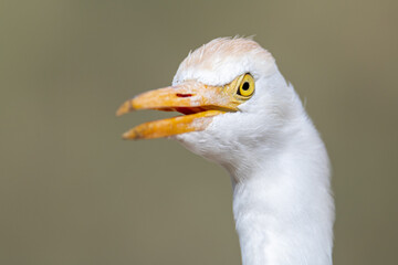 Cattle egret portrait