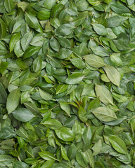 fresh henna also known as mehndi leaves, herbal leaves background, taken from above