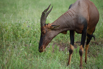 Topi antelope