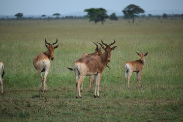 Hartebeest herd