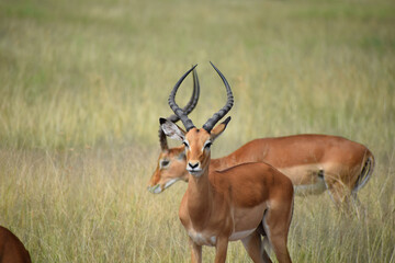 Beautiful Impala