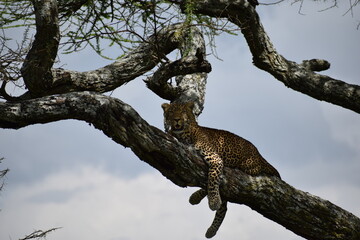 Naklejka na ściany i meble Leopard in a tree