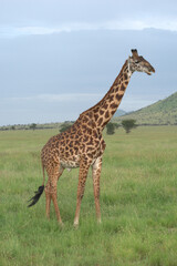 Beautiful giraffe side view
