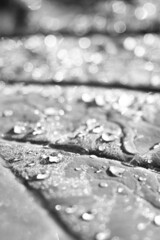 Artistic Wet leaf with Bokeh. Black and White Detail of leaves with water drops and raindrops. Macro nature background of leaf with water drops. Morning dew on leaf. Abstract Nature freshness concept.