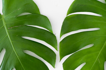 Monstera Borsigiana leaf close up with isolated white background. Two Monstera Borsigiana leaf
