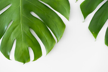 Monstera Borsigiana leaf close up with isolated white background. Two Monstera Borsigiana leaf