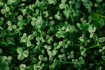 Fresh green leaves of clover grass and micro clover for lawn in the rays of summer sunlight,...