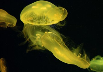 jelly fish in the sea