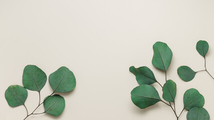 Eucalyptus leaves background top view, banner size, beige color