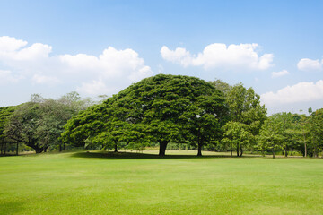 Scenic view of the park and big tree with fresh green grass field in morning