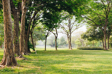 Scenic view of the park with green grass field in morning