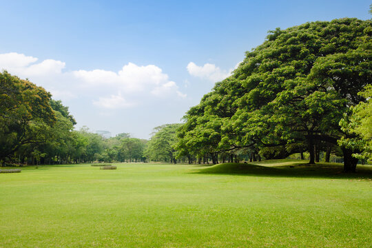 Scenic view of the park and big tree with fresh green grass field in morning