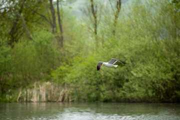 Adult Herring Gull, Larus argentatus in flight.
