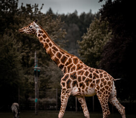 zoo