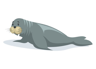 Small seal crawling on belly on ice floe. Wild animal baby sea lion lies on glacier in antarctica. Mammal living in arctic. Sea calf lies sideways on iceberg. Northern animal spends time in habitat