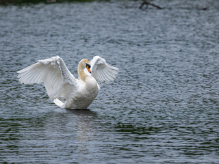Mute Swan, Cygnus olor with wings spread on a pond.