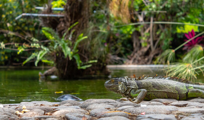 Green and black iguana near pond