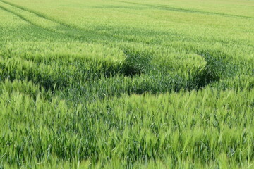 grünes Getreidefeld