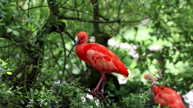 Scarlet ibis, Eudocimus ruber, bird of the Threskiornithidae family, admired by the reddish coloration of feathers, a consequence of crustaceans-based food
