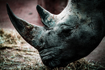 Fototapeta premium close up portrait for rhino in the zoo 