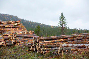 Conifer wood logs gathered together into a pile in the woods foe later use - 503721946
