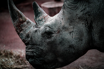 close up portrait for rhino in the zoo 