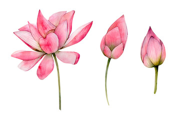 Pink Watercolor Hand Drawn Lotus Flower Illustrations. Watercolour Water Lily Flowers Leaf and Bud isolated on white background. Floral elements