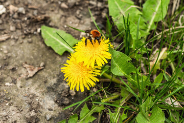 Bumblebee sitting on a dandelion flower. Spring seasonal of growing plants. Traditional blooming