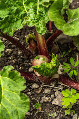 Bud of young rhubarb and large green leaves. Spring seasonal of growing plants. Gardening concept