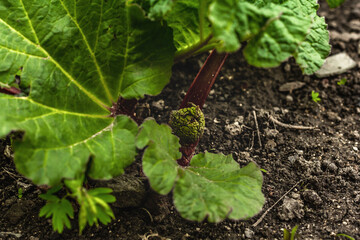 Bud of young rhubarb and large green leaves. Spring seasonal of growing plants. Gardening concept
