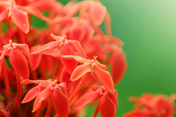Warm beautiful red Asoka (Saraca indica) flowers