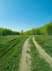 Fototapeta na wymiar a forest with fir trees, fir trees and birches in early spring in Tatarstan with green petals and green grass with a blue sky, tall trees stretch their branches into the sky