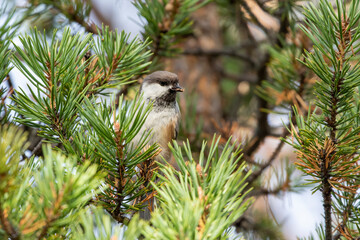 Small cute songbird Siberian tit, Poecile cinctus, perched on a branch and holding an insect with its beak on sunny autumn day in Northern Finland, Europe	 - 503722593
