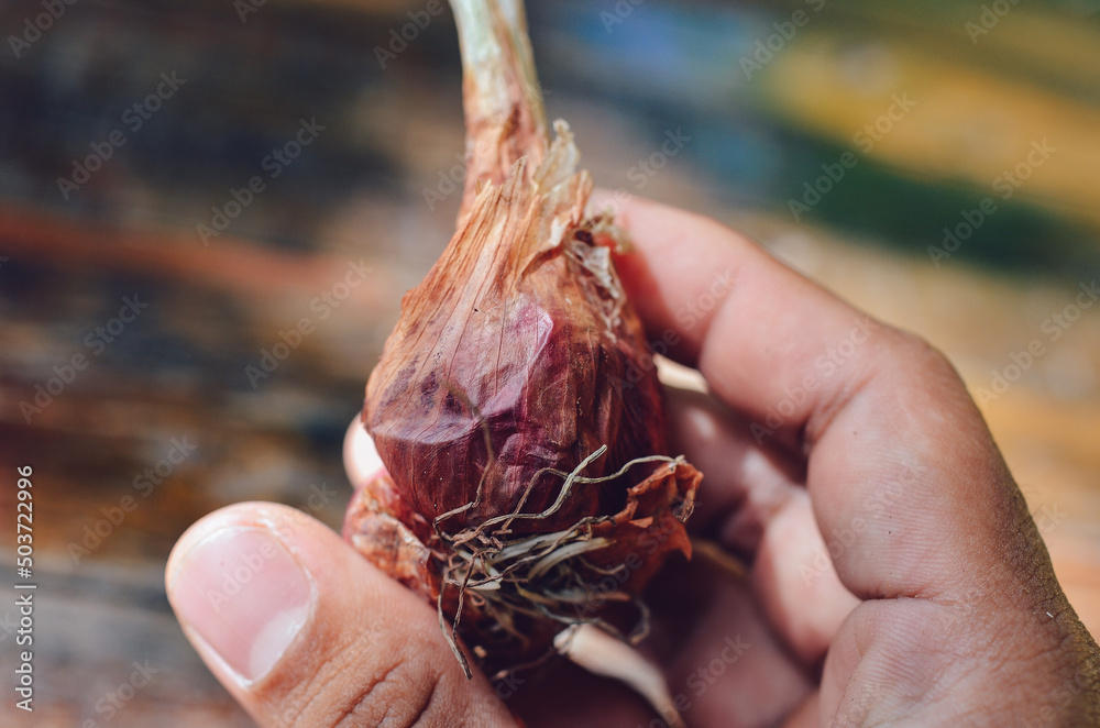 Wall mural Thai red shallot close up