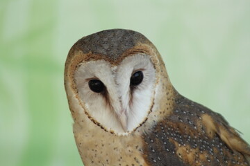 Close up owl at the mini zoo