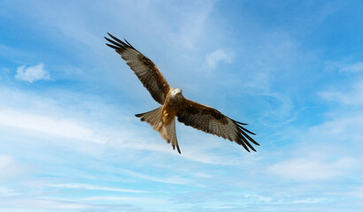 Portrait of a red kite (milvus milvus) with spread wings flying in the blue sky