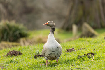 Naklejka na ściany i meble grey lag goose anser anser looking to its left isolated from background