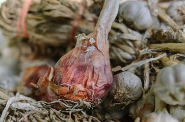 Thai red shallot close up