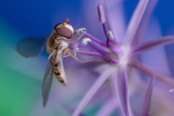 Hoverfly on a flower
