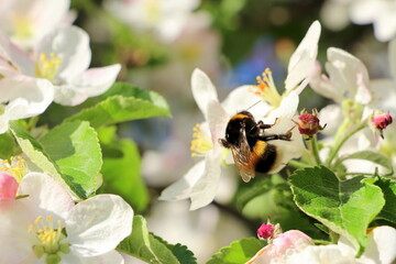 Blooming apple tree in May. Horizontal poster with small white and pink apple flowers.