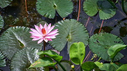 Beautiful and fresh lotus flower close-up