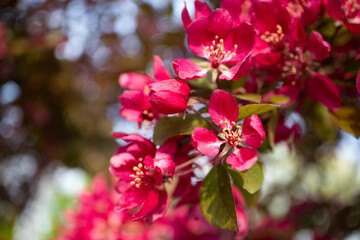 Tree with Pink Blossoms